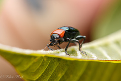 Typophorus
