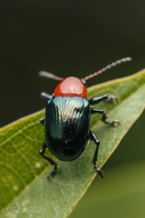 Typophorus