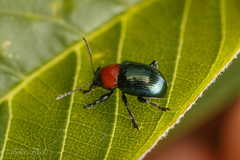 Typophorus