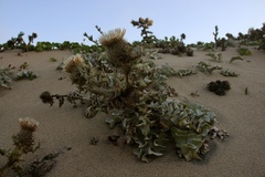 Cirsium rhothophilum