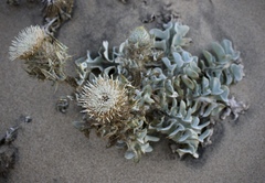 Cirsium rhothophilum