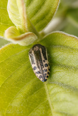 Acmaeodera scalaris