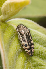 Acmaeodera scalaris