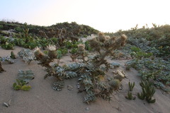 Cirsium rhothophilum