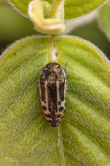 Acmaeodera scalaris