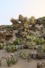 Cirsium rhothophilum