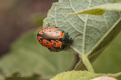 Calligrapha anabelae
