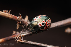 Calligrapha anabelae