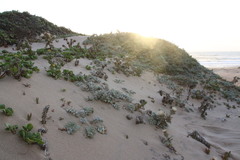 Cirsium rhothophilum