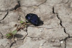 Phanaeus adonis