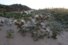 Cirsium rhothophilum