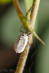 Coccoidea