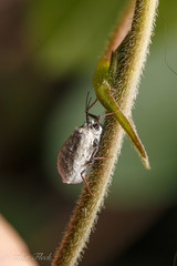 Coccoidea