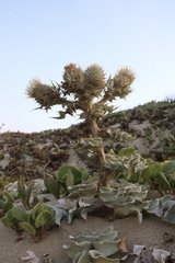 Cirsium rhothophilum