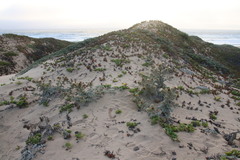 Cirsium rhothophilum