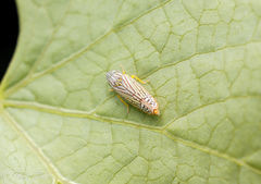 Graphocephala pulchra