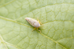 Graphocephala pulchra