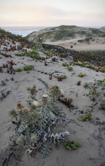 Cirsium rhothophilum