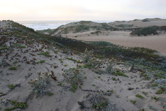 Cirsium rhothophilum