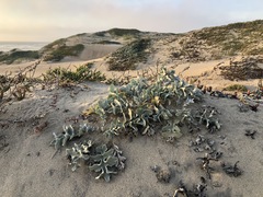 Cirsium rhothophilum