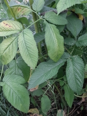 Chaerophyllum aromaticum