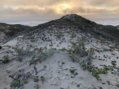 Cirsium rhothophilum