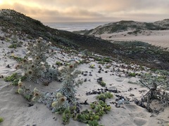 Cirsium rhothophilum
