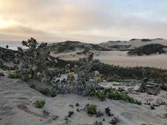 Cirsium rhothophilum