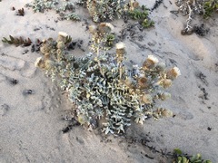 Cirsium rhothophilum