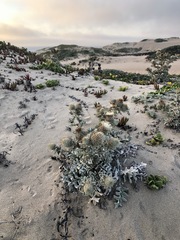 Cirsium rhothophilum