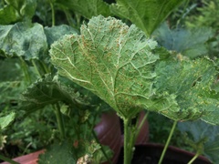 Puccinia malvacearum