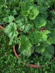 Puccinia malvacearum