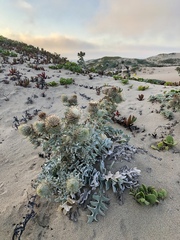 Cirsium rhothophilum