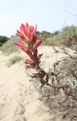 Castilleja affinis contentiosa
