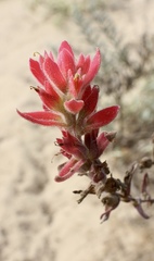 Castilleja affinis contentiosa