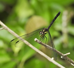 Agrionoptera longitudinalis biserialis