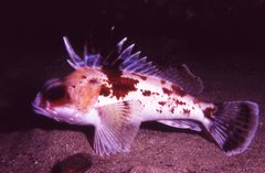 Neosebastes bougainvillii