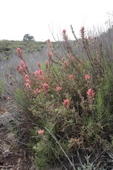 Castilleja affinis contentiosa
