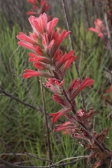 Castilleja affinis contentiosa