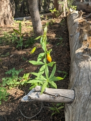 Lilium parvum