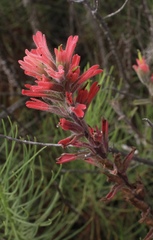 Castilleja affinis contentiosa