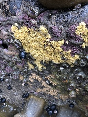 Muricoidea