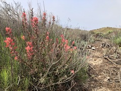 Castilleja affinis contentiosa