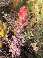 Castilleja affinis contentiosa