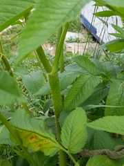 Chaerophyllum aromaticum