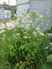 Chaerophyllum aromaticum