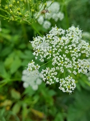 Chaerophyllum aromaticum