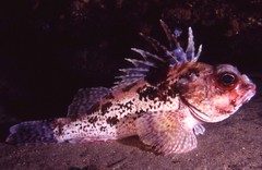 Neosebastes bougainvillii