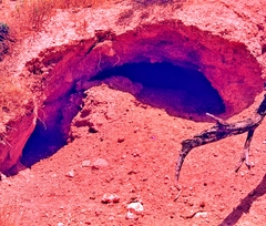 Lasiorhinus latifrons