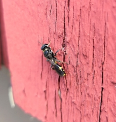 Crossocerus dimidiatus